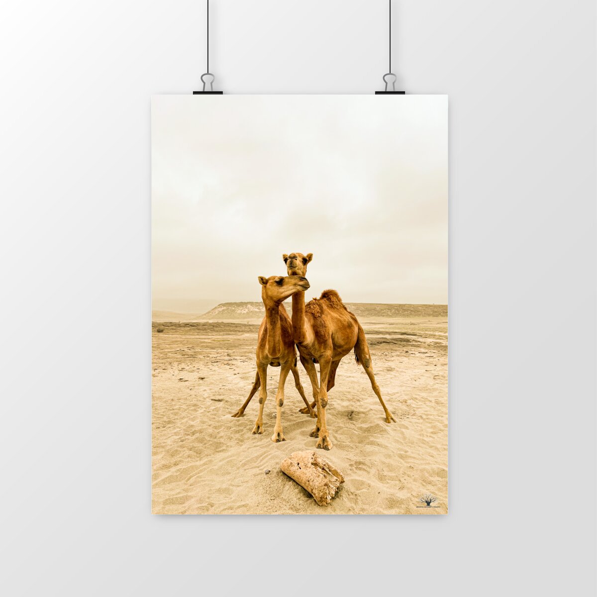 Image front Community Camels