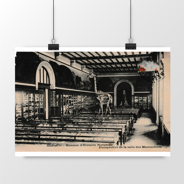 Image front Affiche MARSEILLE - Museum d'Histoire Naturelle - 1917