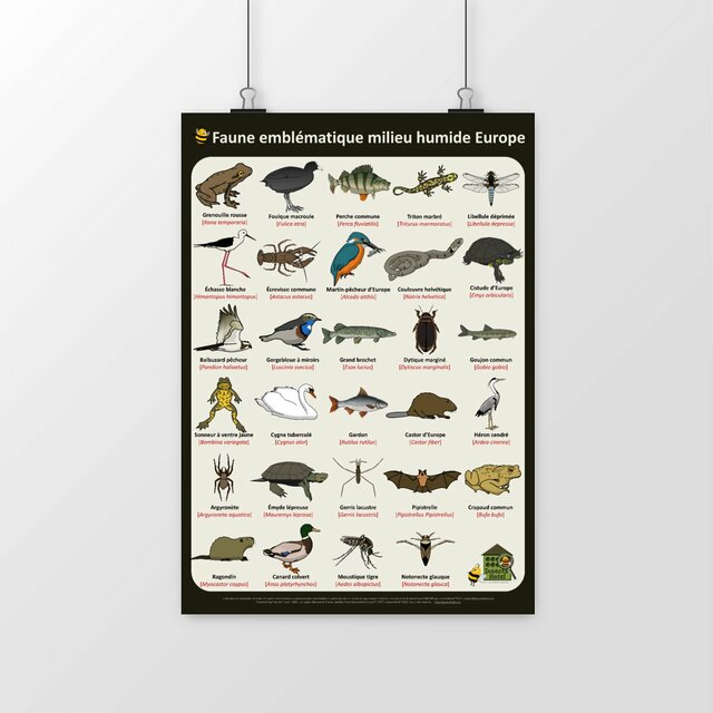 Image front Poster - Faune emblématique des milieux humides en Europe