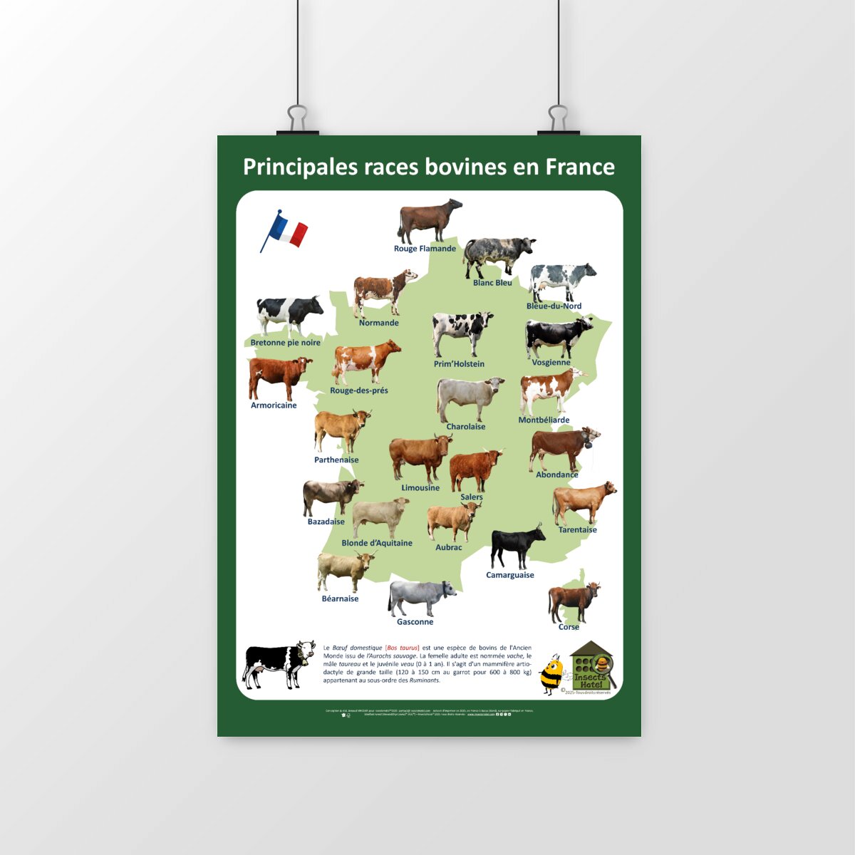 Image front Poster - Races bovines en France