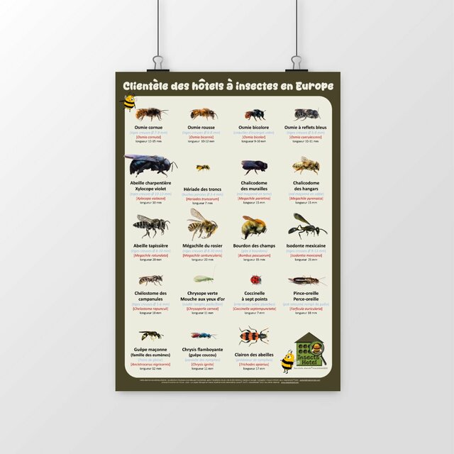 Image du produit Poster - Clientèle des hôtels à insectes en Europe