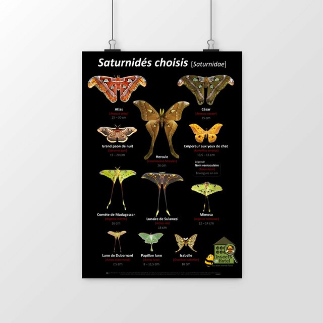 Image front Poster - Saturnidés choisis (lépidoptères, papillons)
