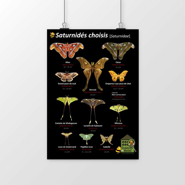 Image front Poster - Saturnidés choisis (lépidoptères, papillons)