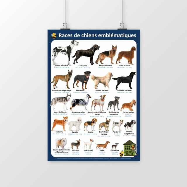 Image front Poster - Races de chiens emblématiques