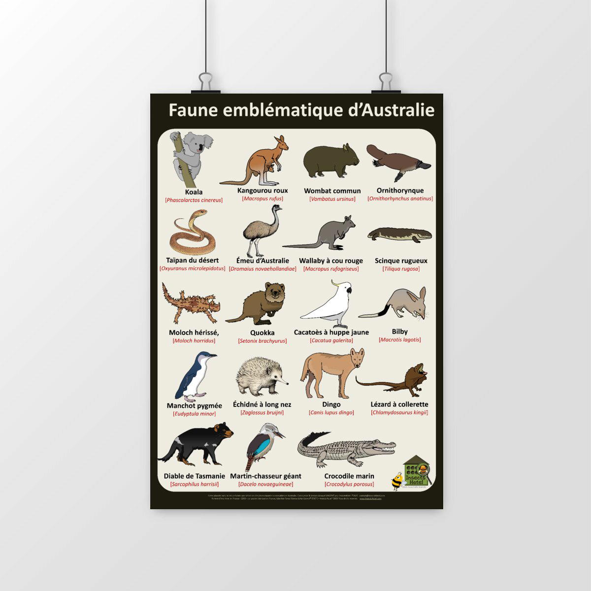 Image front Poster - Faune emblématique d'Australie