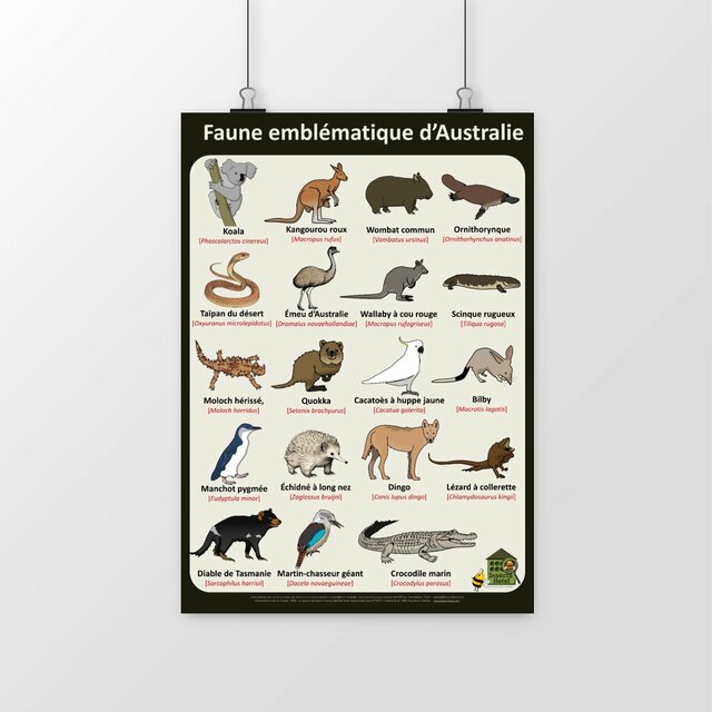 Image du produit Poster - Faune emblématique d'Australie