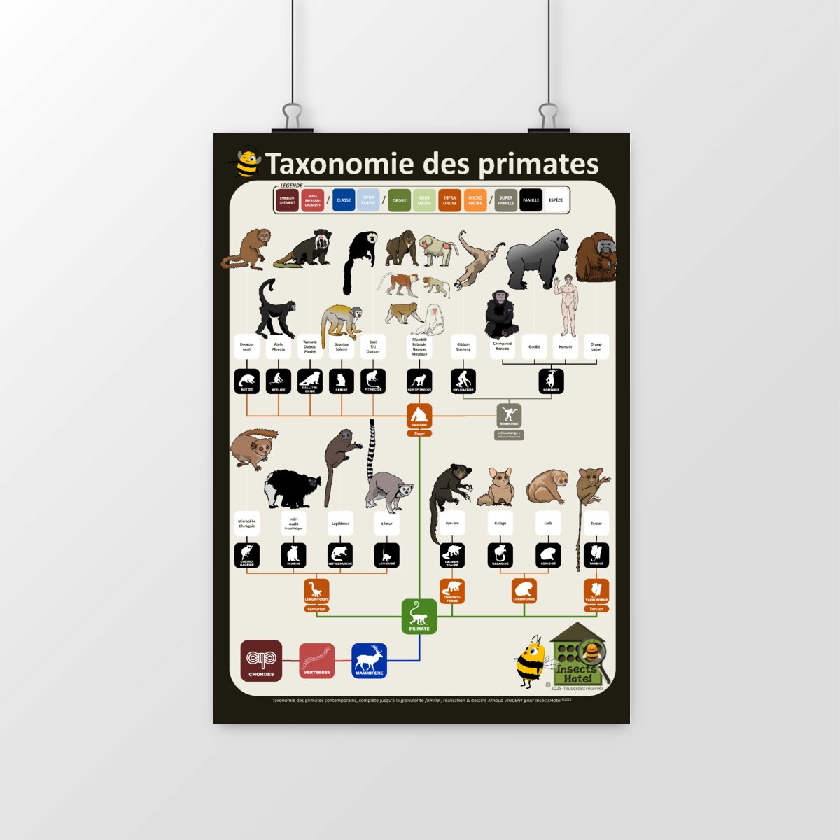 Image front Poster - Taxonomie illustrée des "primates"