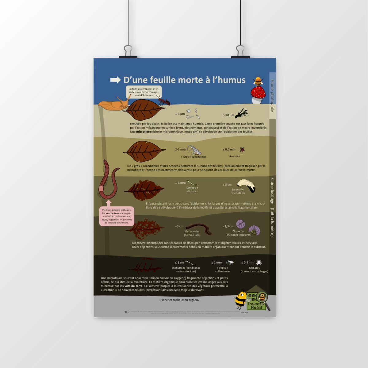 Image front Poster - D'une feuille morte à l'humus