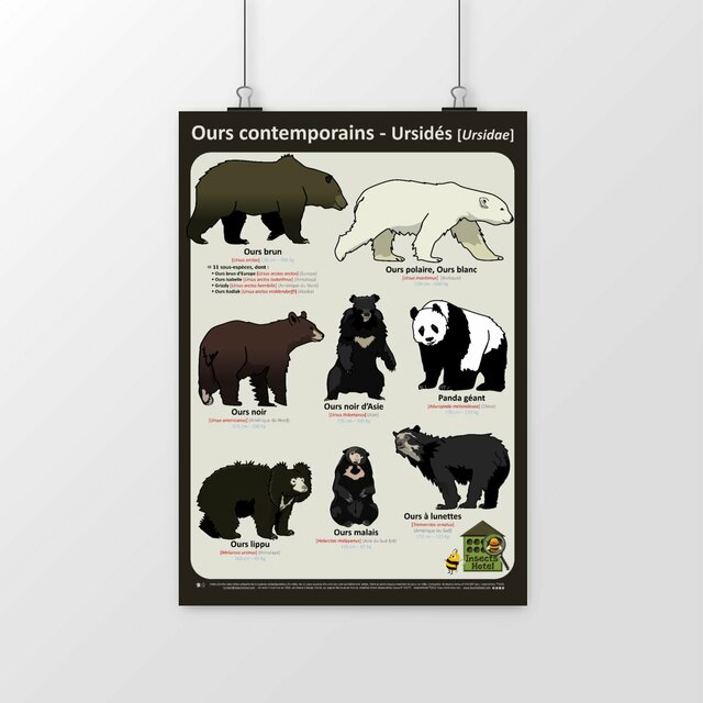 Image front Poster - Ours contemporains (ursidés)