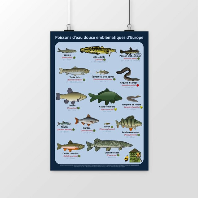 Image front Poster - Poissons d’eau douce emblématiques d’Europe