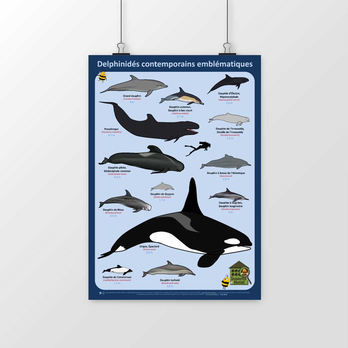 Image front Poster - Delphinidés emblématiques (famille des dauphins)