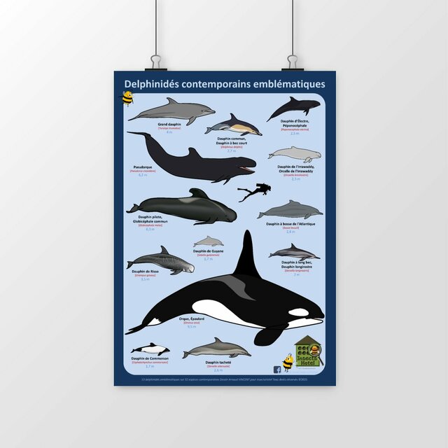 Image front Poster - Delphinidés emblématiques (famille des dauphins)