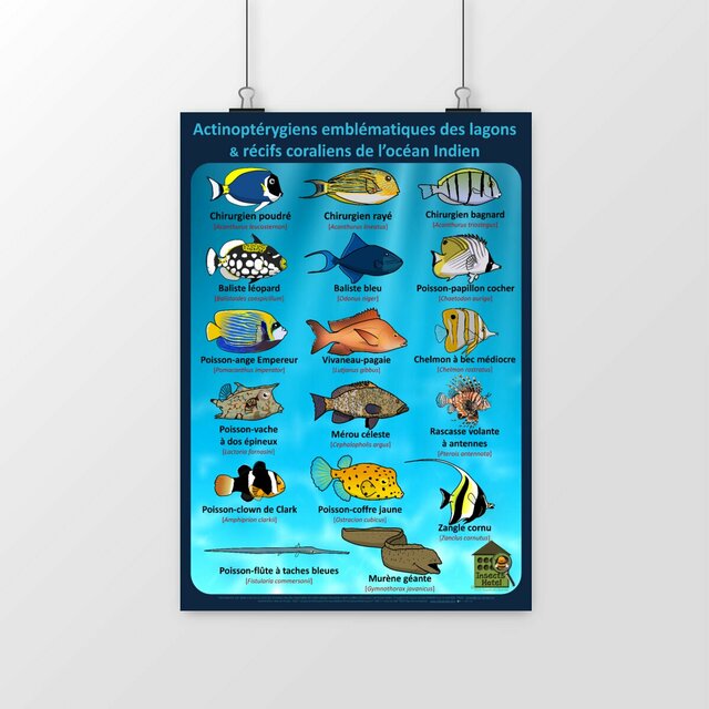 Image front Poster - Actinoptérygiens - OCEAN INDIEN - lagons & récifs coraliens