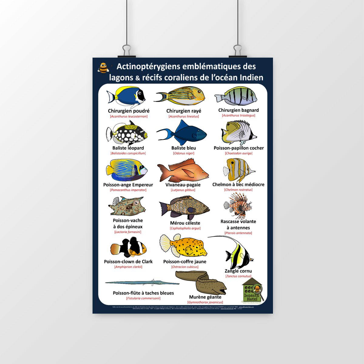 Image front Poster - Actinoptérygiens - OCEAN INDIEN - lagons & récifs coraliens