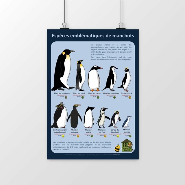 Image front Poster - Manchots emblématiques