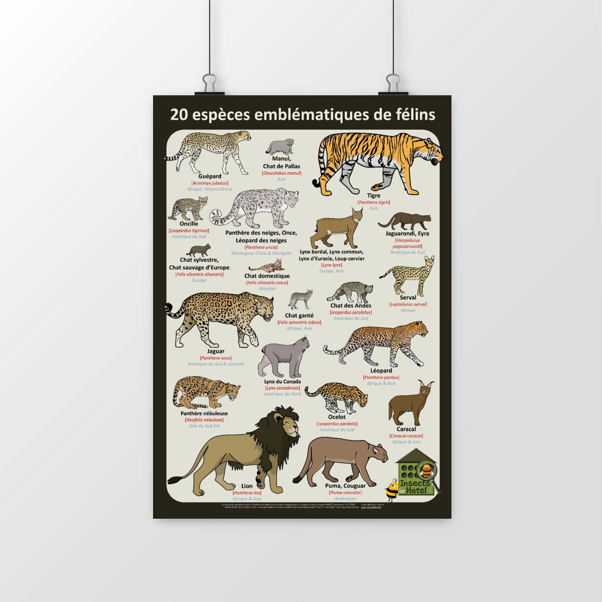 Image front Poster - Félins, 20 espèces emblématiques