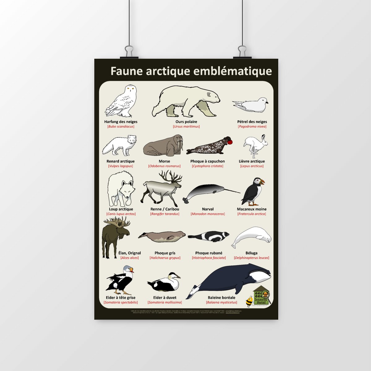 Image front Poster - Faune arctique emblématique