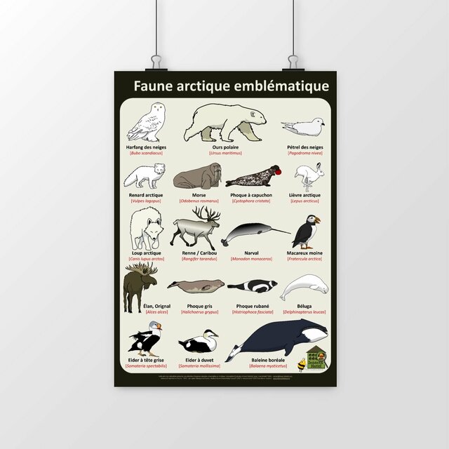 Image du produit Poster - Faune arctique emblématique