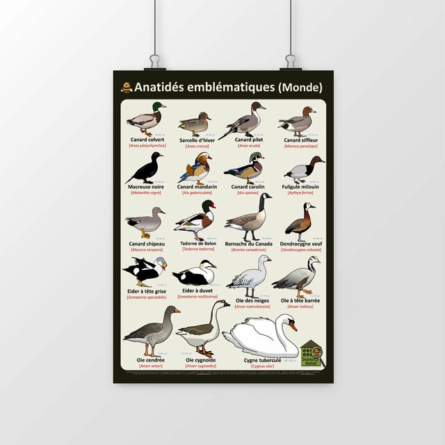 Image front Poster - Anatidés emblématiques (Monde)