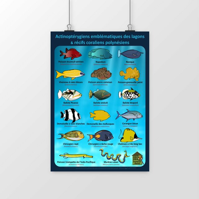 Image front Poster - Actinoptérygiens - POLYNESIE - lagons & récifs coraliens