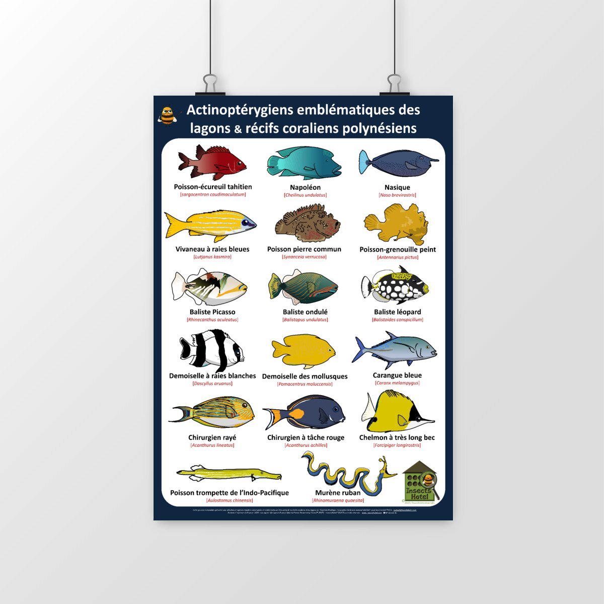 Image front Poster - Actinoptérygiens - POLYNESIE - lagons & récifs coraliens
