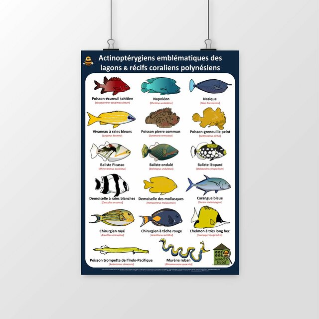 Image front Poster - Actinoptérygiens - POLYNESIE - lagons & récifs coraliens