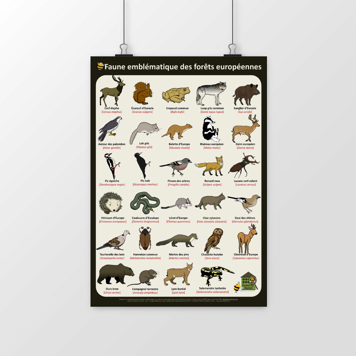 Image front Poster - Faune emblématique des forêts européennes