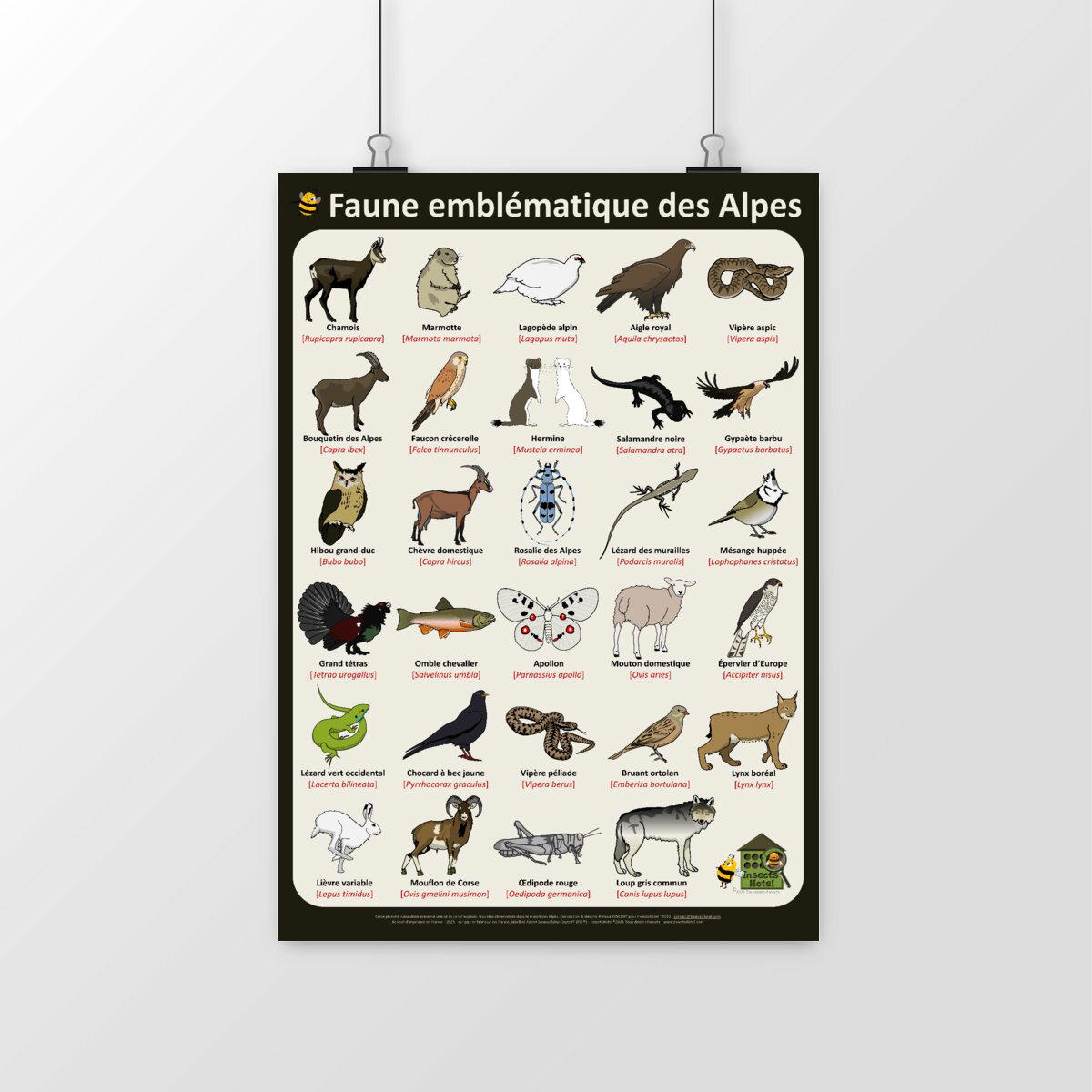 Image front Poster - Faune emblématique des Alpes