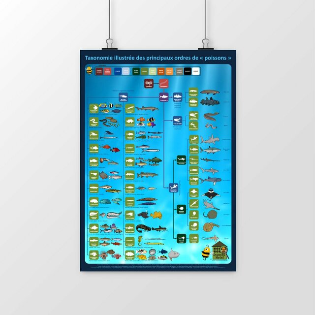 Image du produit Poster - Taxonomie illustrée des principaux ordres de « poissons »