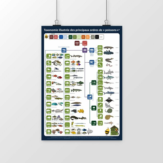 Image front Poster - Taxonomie illustrée des "poissons"