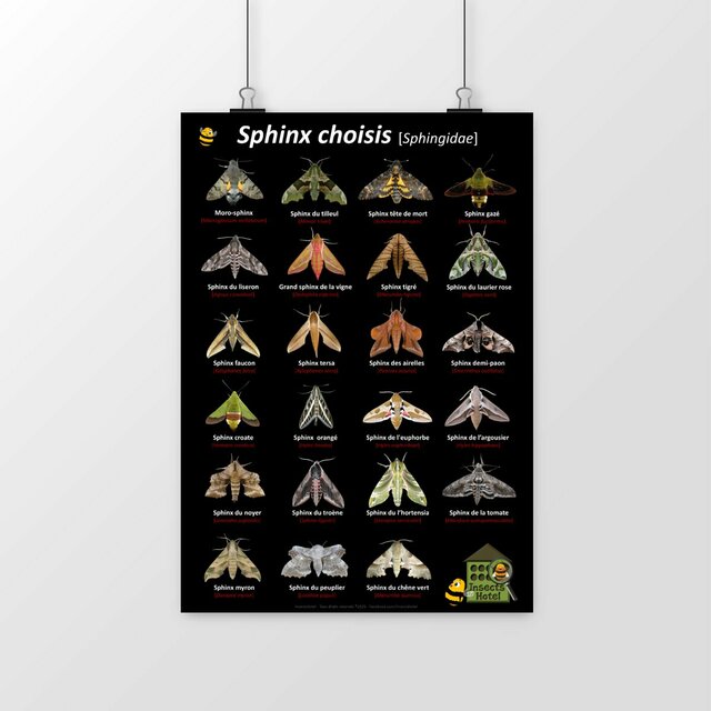 Image front Poster - Sphinx choisis [Sphingidae]
