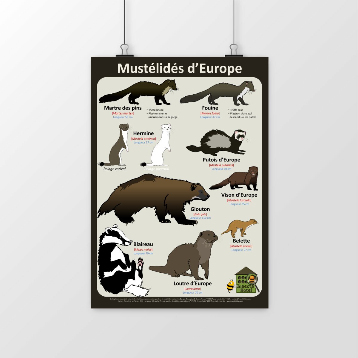 Image front Poster - Mustélidés d'Europe