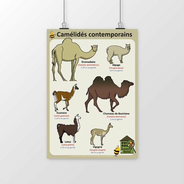 Image front Poster - Camélidés contemporains