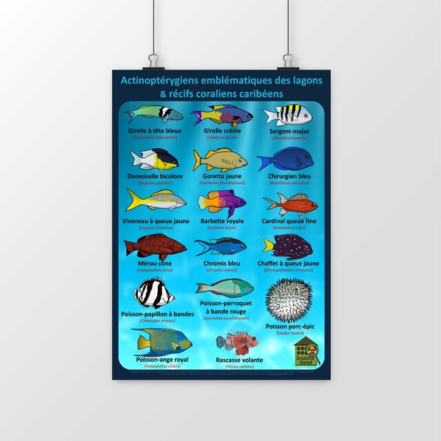 Image front Poster - Actinoptérygiens - CARAÏBES - lagons & récifs coraliens