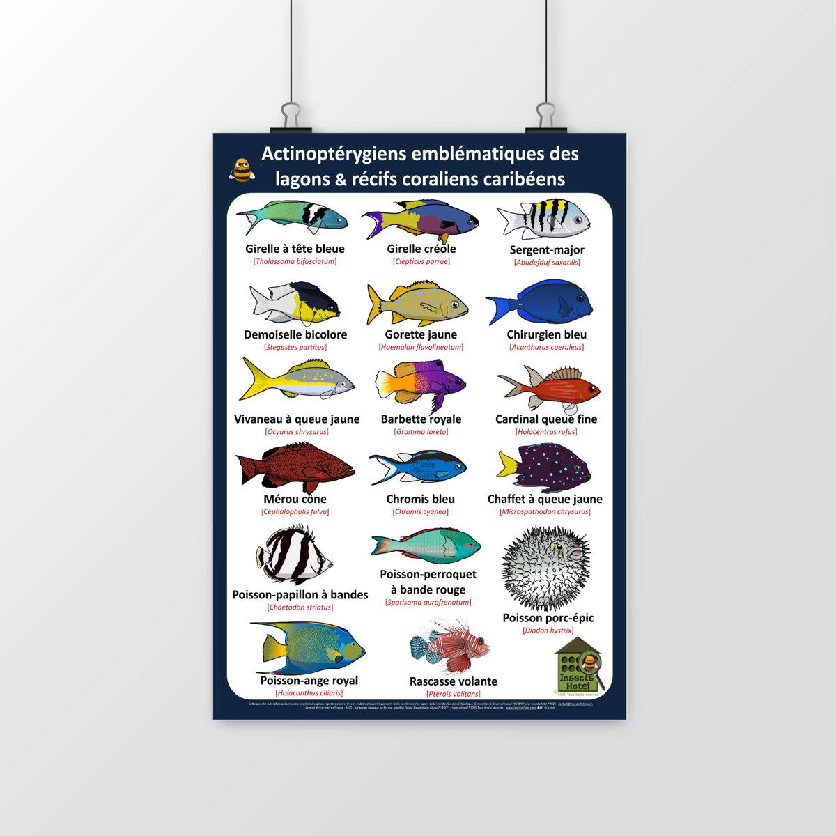 Image front Poster - Actinoptérygiens - CARAÏBES - lagons & récifs coraliens