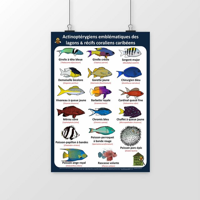 Image front Poster - Actinoptérygiens - CARAÏBES - lagons & récifs coraliens