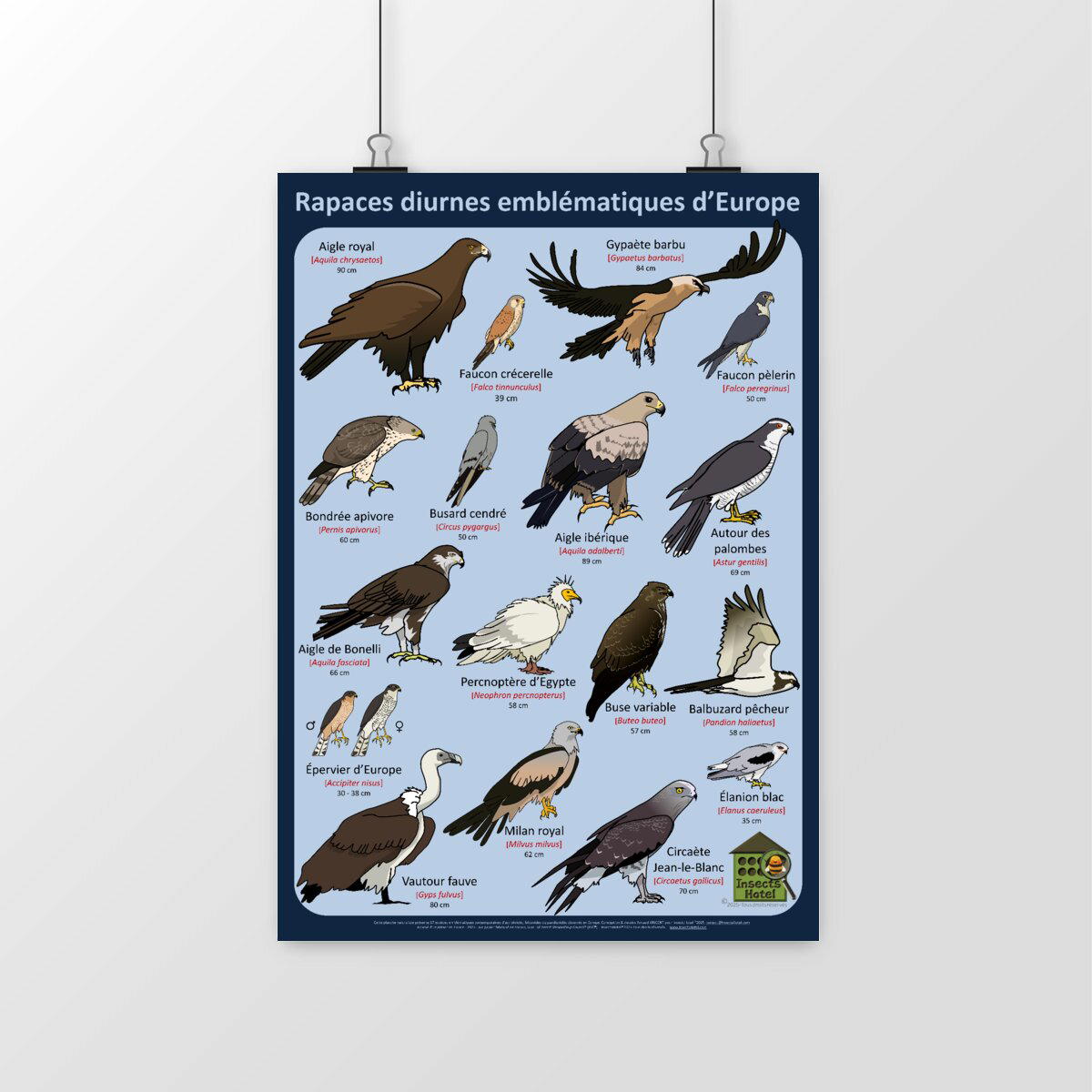 Image front Poster - Rapaces diurnes emblématiques d'Europe