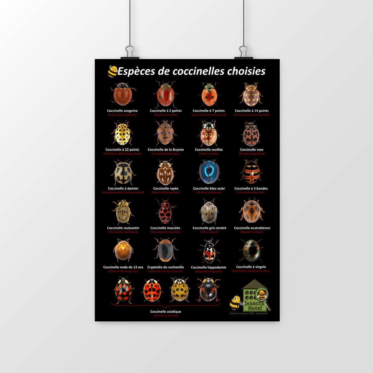 Image front Poster - Coccinelles sélection - Planche Naturaliste
