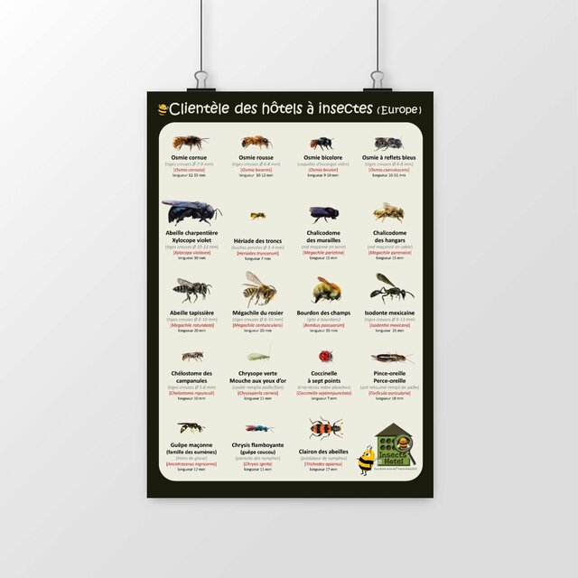 Image front Poster - Clientèle des hôtels à insectes