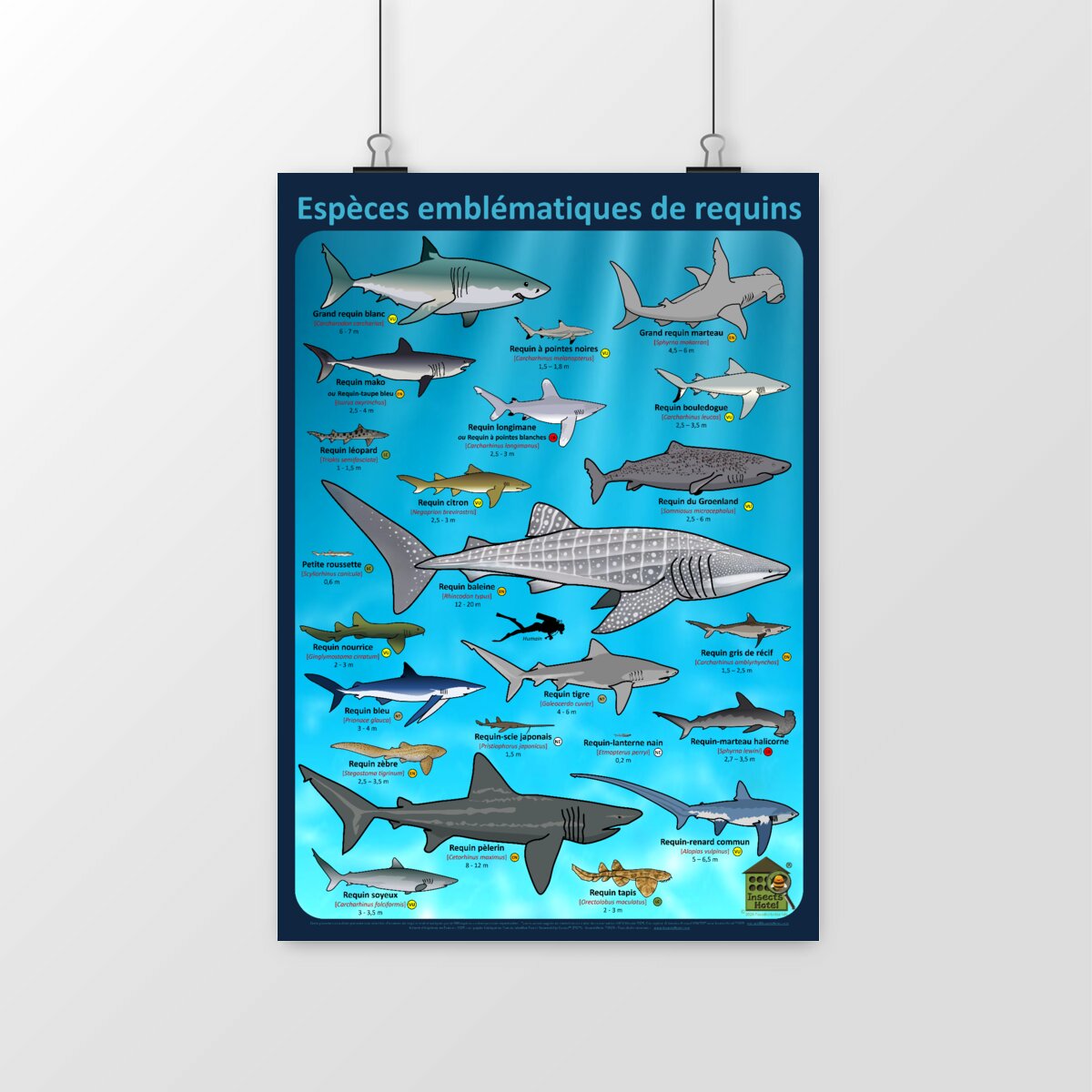 Image front Poster - Espèces emblématiques de requins