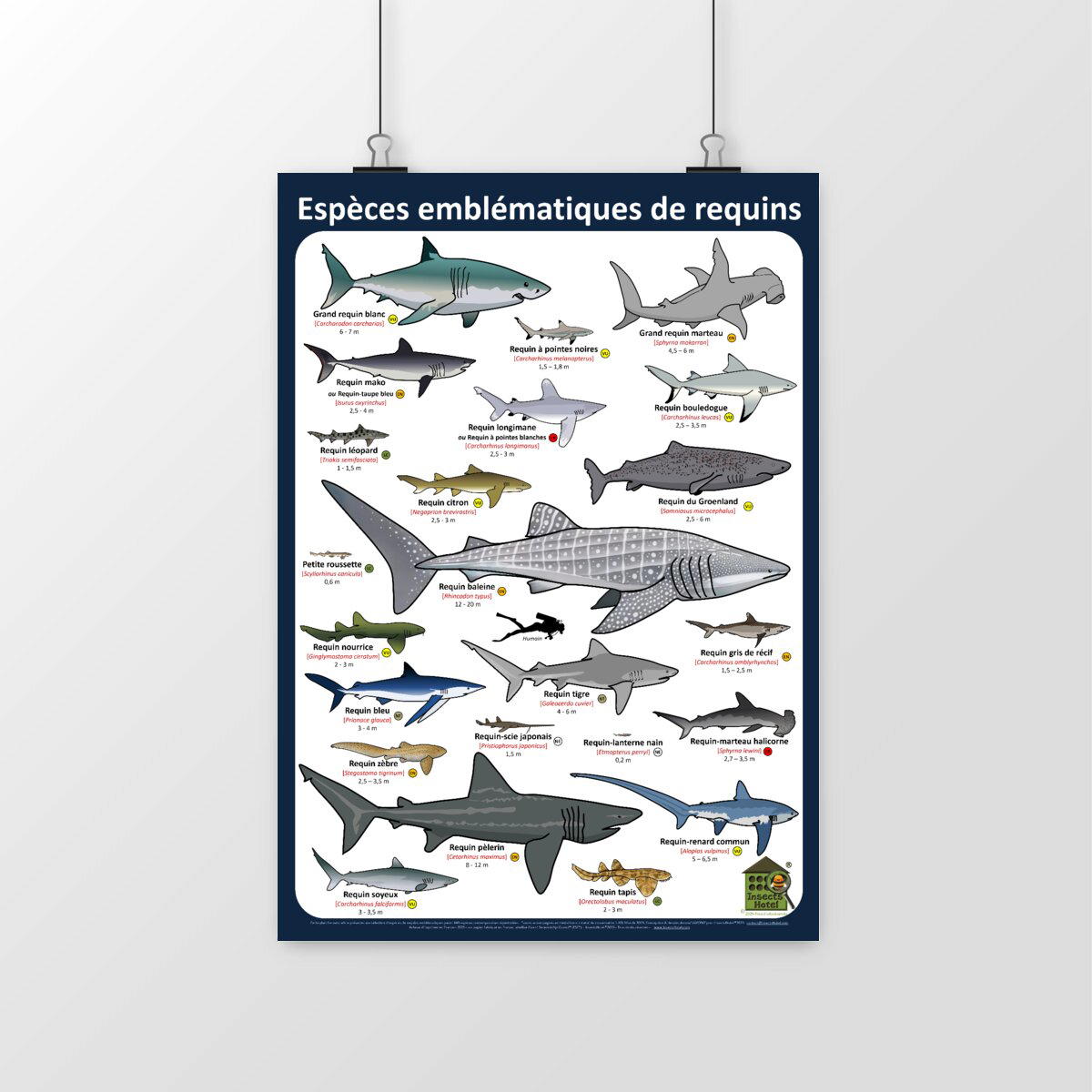 Image front Poster - Espèces emblématiques de requins