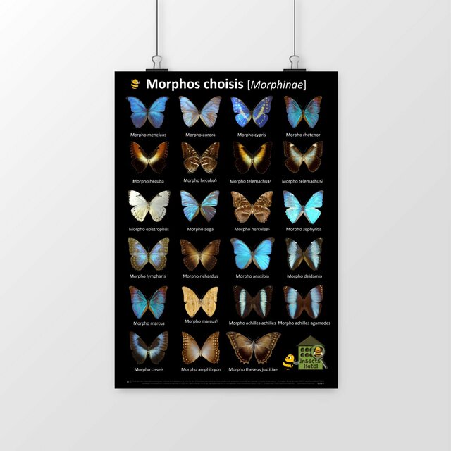 Image front Poster - Morphos choisis