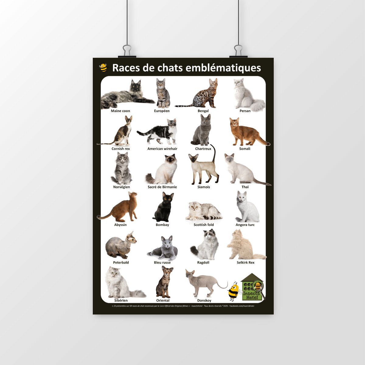 Image front Poster - Races de Chats Domestiques emblématiques