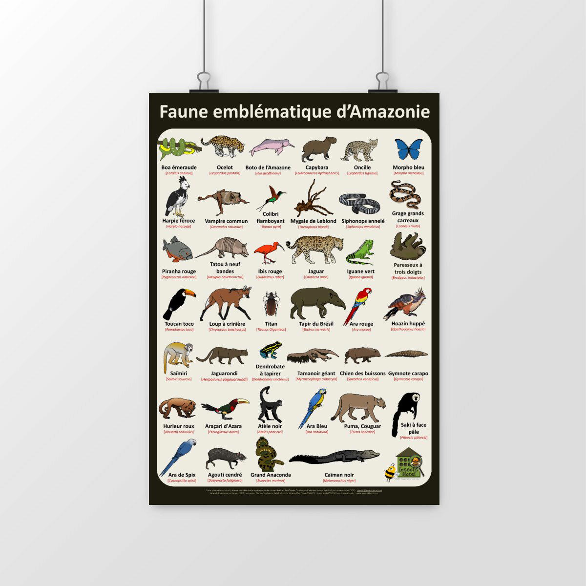 Image front Poster - Faune emblématique d'Amazonie