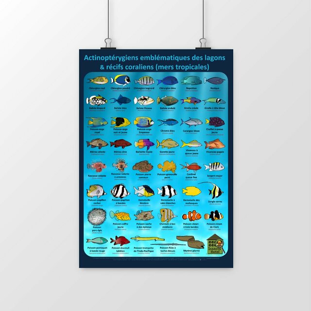 Image front Poster - Actinoptérygiens - MERS TROPICALES - lagons & récifs coraliens