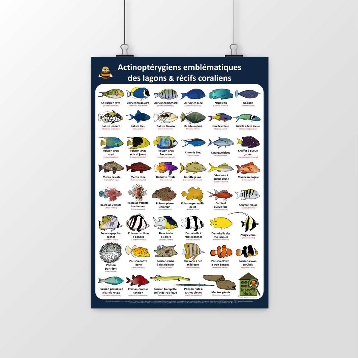 Image front Poster - Actinoptérygiens - lagons & récifs coraliens