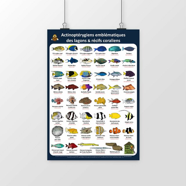 Image front Poster - Actinoptérygiens - lagons & récifs coraliens