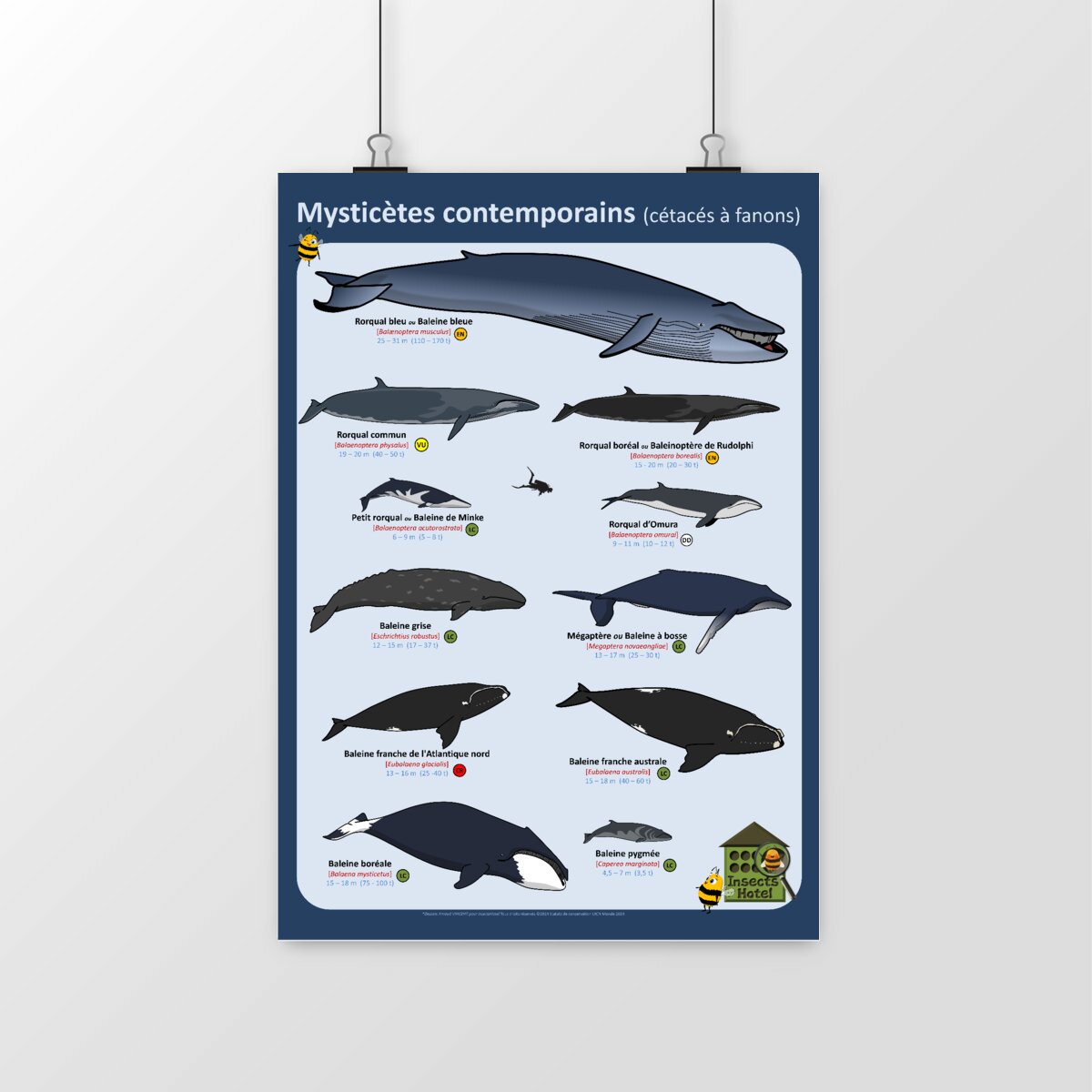 Image front Poster - Mysticètes contemporains (cétacés à fanons)