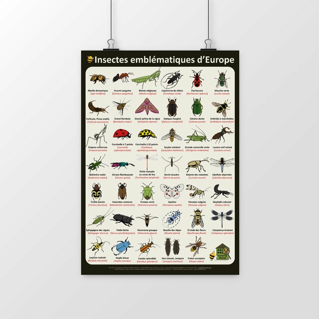 Image front Poster - Insectes emblématiques d'Europe