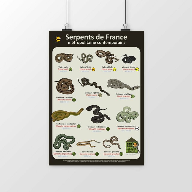 Image du produit Poster - Serpents de France